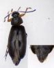 Anaspis garneysi
